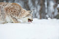 European lynx eating meat - PhotoDune Item for Sale