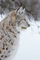 Close up of a lynx in the winter - PhotoDune Item for Sale