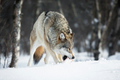 Wolf eating meat in the snow - PhotoDune Item for Sale