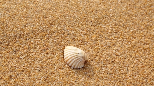  Shell On The Sandy Beach, Which Washes Off a Wave