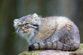 Manul cat laying on a rock - PhotoDune Item for Sale