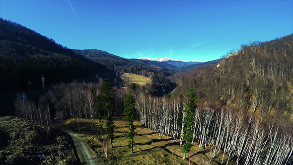 Forest With Trees Without Leaves