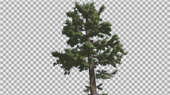 Douglas Fir Tall Thin Tree Winter or Summer Tree alt