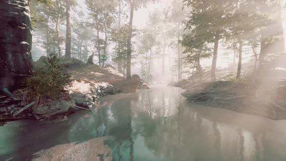Pond in a Forest with Fog alt