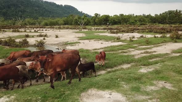 Dirty cows move  at field