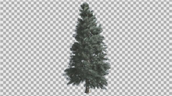 Blue Spruce Thin Tree is Swaying at The Wind Blue