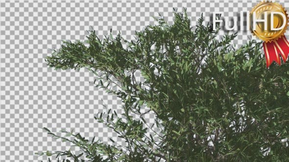 Umbrella Thorn Top of Crown Tree is Swaying Windy alt