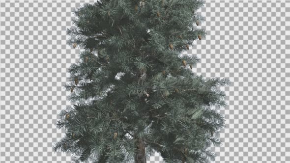 Blue Spruce Thin Tree in Winter or Summer Middle
