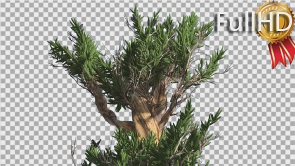 Bristlecone Pine Thick Tree is Swaying at The