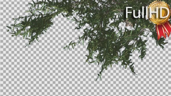 Umbrella Thorn Top of Crown Turned Image Tree is alt