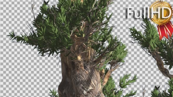 Bristlecone Pine Thick Tree is Swaying at The alt