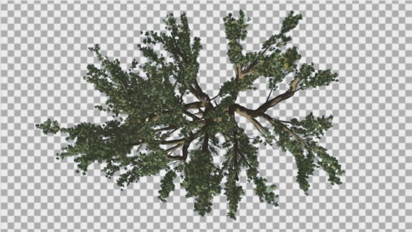 Cedar of Lebanon Tree Crown Branches Top Down alt