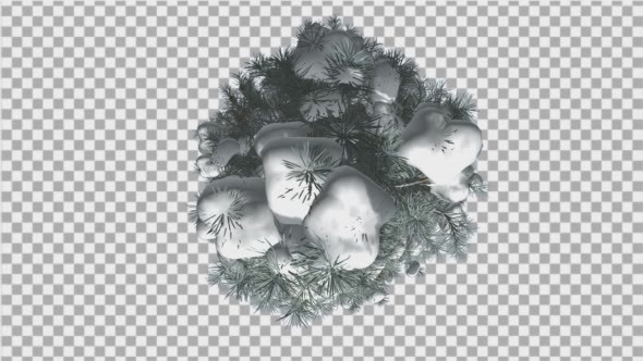 Blue Spruce Top Down Snow on a Branches Winter