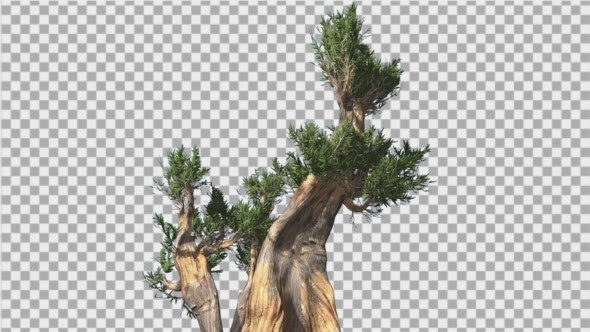 Bristlecone Pine Thick Tree Two Trunks Green alt