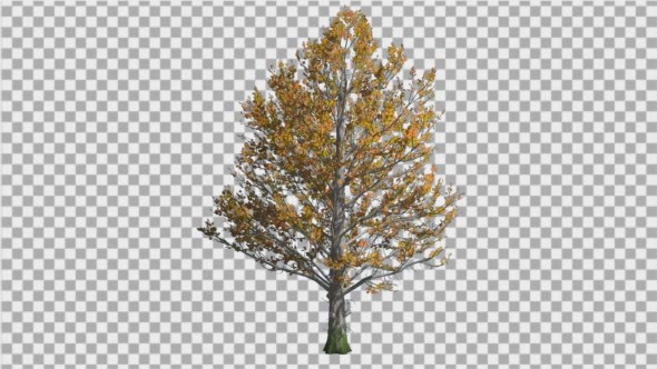 Sugar Maple Tree is Swaying at The Wind Yellow