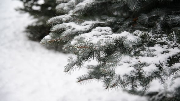 Branches of Spruce in  Snow at  Park During a Snowstorm