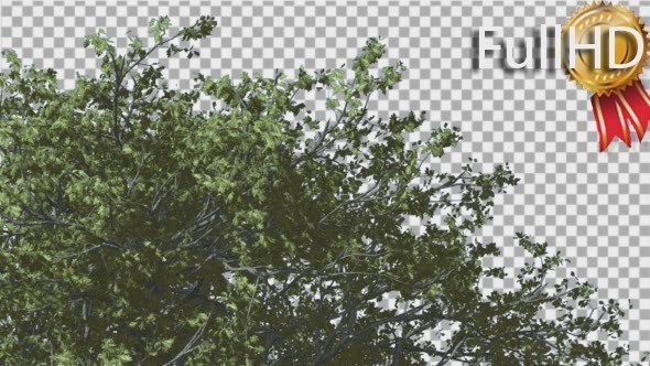 White Oak Top of Lush Crown Fluttering Leaves alt