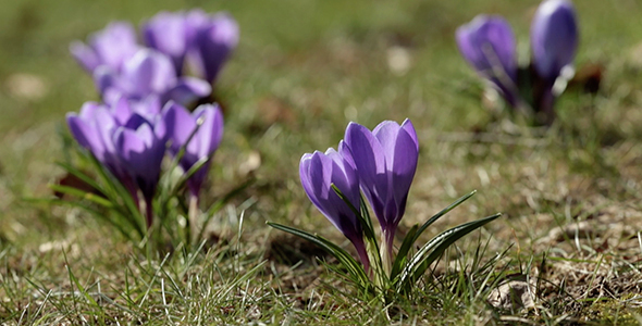 Spring Crocus Fowers in the Meadow