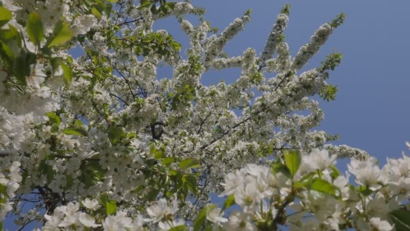 Large Number of Flowering Branches on The Sky