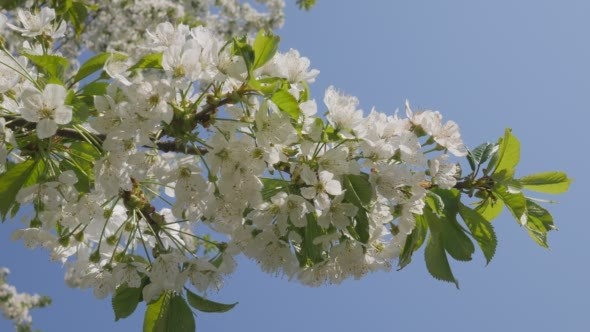 Flowering Branch of Cherry Rocks Against The Sky