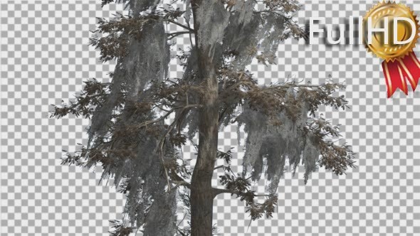 Bald Cypress Tree is Swaying at The Wind Yellow alt