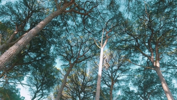 Look Up From Under Cedar Tree Crowns