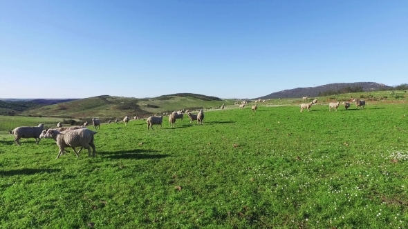 Flock Of Sheep Grazing In Mountains