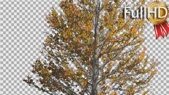 Sugar Maple Thin Tree is Swaying at The Wind alt