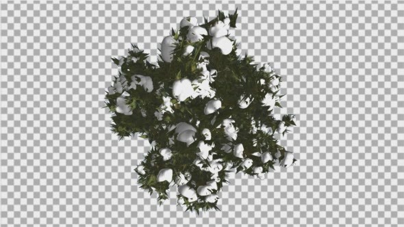 Fir Top Down Douglas Fir Snow on Tree Branches alt