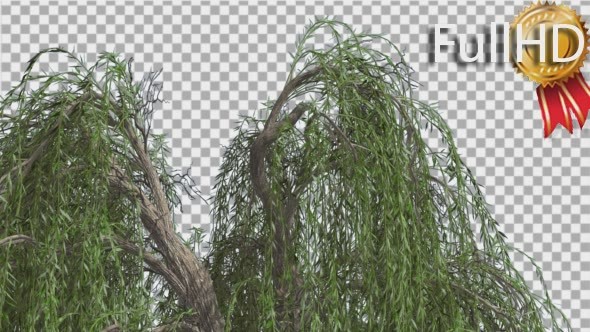 Weeping Willow Top of Tree Hanging Tree Branches alt