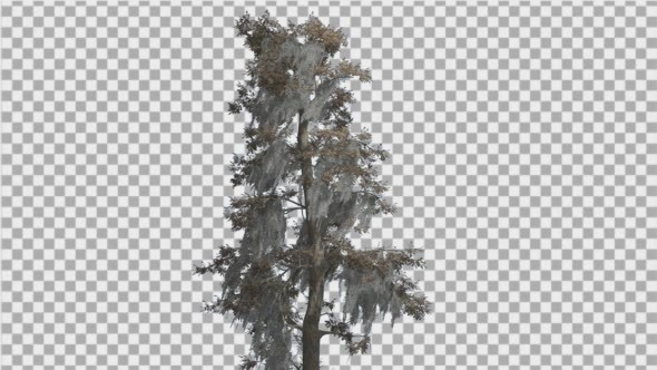 Bald Cypress Tall Tree is Swaying at The Wind alt