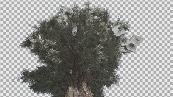 Eastern Red Cedar Snow on a Large Branches Strong alt