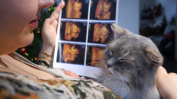 Pregnant Woman With Ultrasound Photo And Cat