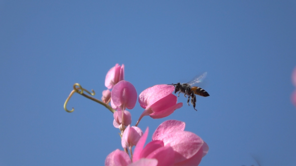 Bee Collect Nectar From The Flowers