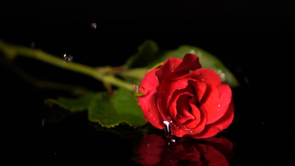 Rose Falling Splashing Water On Black Background