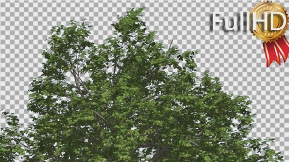 Broadleaf Top of Tree is Swaying at The Wind alt