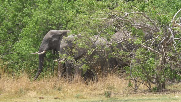 Herd of African Bush Elephants Hidden in the Brush.