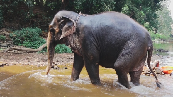 Indian Elephant Coming Out Of River 