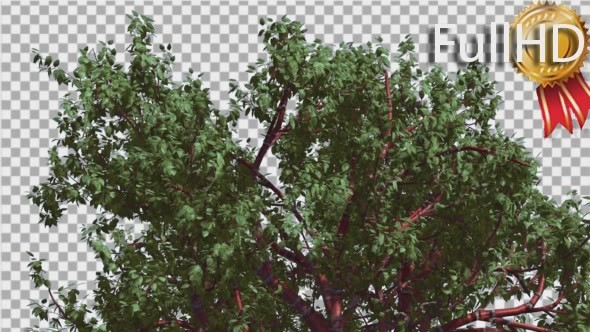 Tibetan Cherry Top of Tree is Swaying at The Wind alt