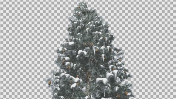 Blue Spruce Snow on a Branches Tree With Cones
