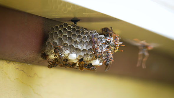 Wasp Nest and Flying Wasps