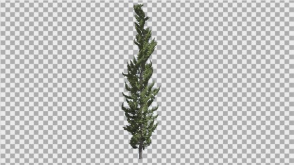 Hollywood Juniper Thin Coniferous Evergreen Shrub alt