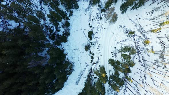 Above snow covered creek in valley amidst pine tree forest, aerial