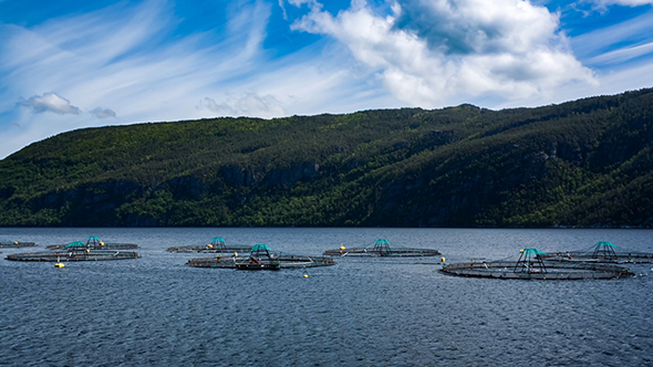 Farm Salmon Fishing alt