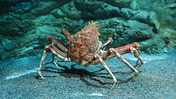 Japanese Spider Crab