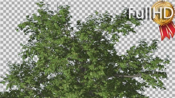 Broadleaf Top of the Tree is Swaying at The Wind alt