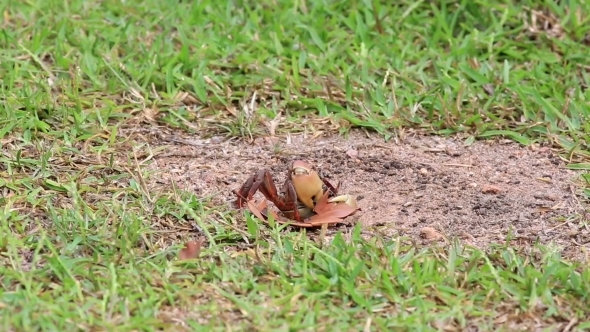 Land Crab Pulls a Leaf In His Hole