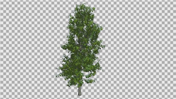 Sourwood Tree is Swaying at The Wind Green Tree alt