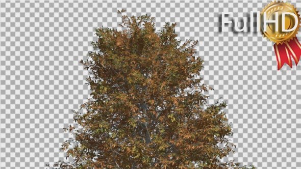 Shingle Oak Top of Thin Tree is Swaying Windy alt