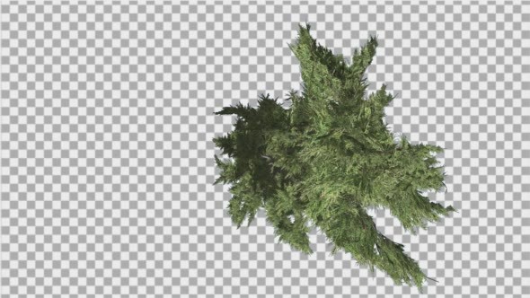 Hollywood Juniper Curved Tree Top Down Tilts Down alt